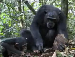Шимпанзе из национального парка Таи (Кот-д’Ивуар) колет орехи камнем (кадр из фильма на YouTube)